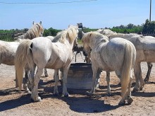 Organiser une balade à cheval en Camargue pour groupe de 2 à 7 personnes